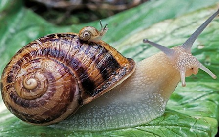 Slow Dentistry is a good thing?